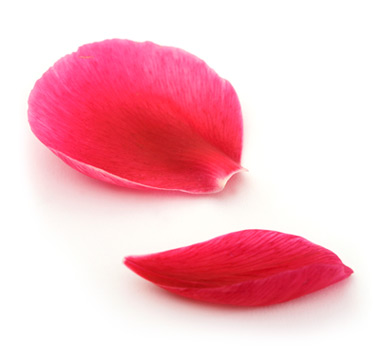 rosePetals